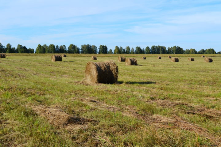Более 177 тыс тонн сена заготовили в Якутии