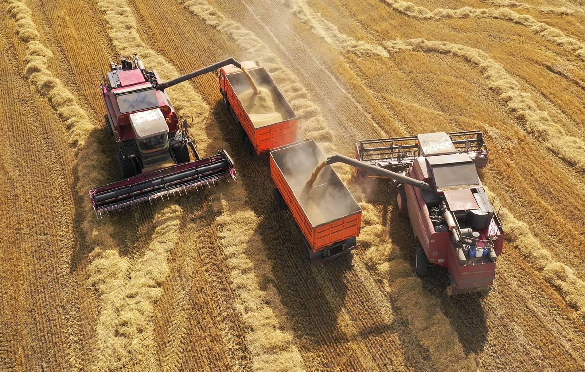 Рекордный урожай зерновых прогнозируют в России в 2022 году