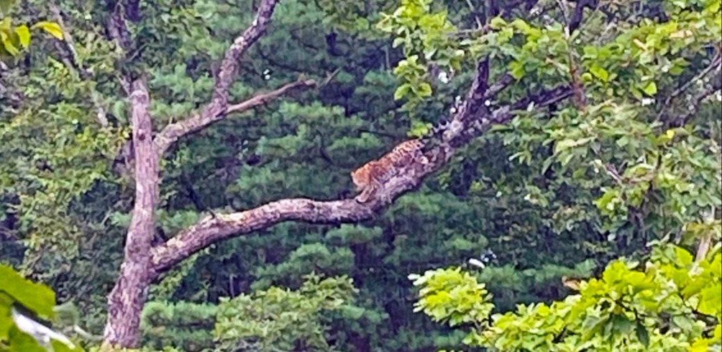 Ученые в приморском нацпарке впервые сняли на видео леопарда на дереве