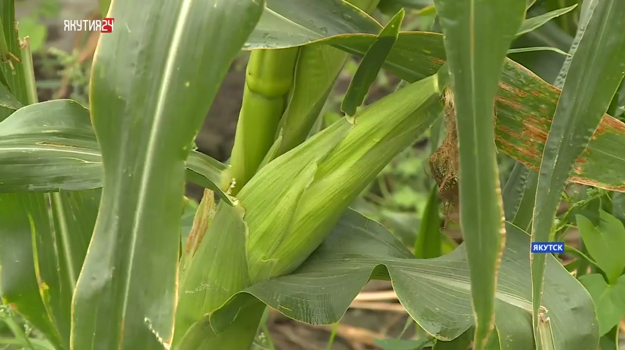 Агроном выращивает кукурузу в пригороде Якутска