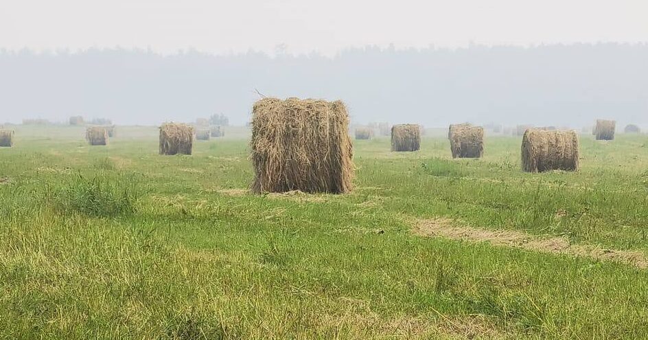 Свыше 4,9 тысячи тонн сена заготовят на отдаленных участках Амгинского района Якутии