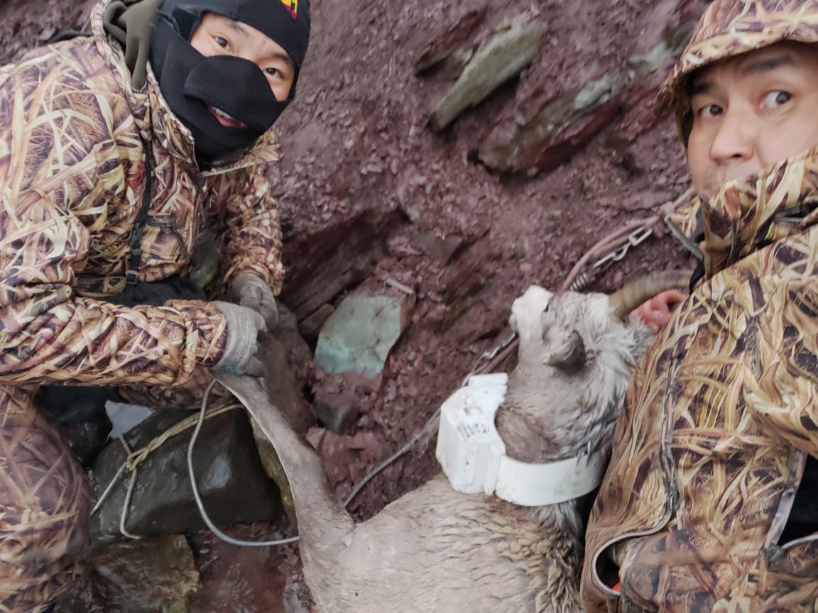 Госинспекторы и ученые проводят мониторинг снежного барана в Якутии