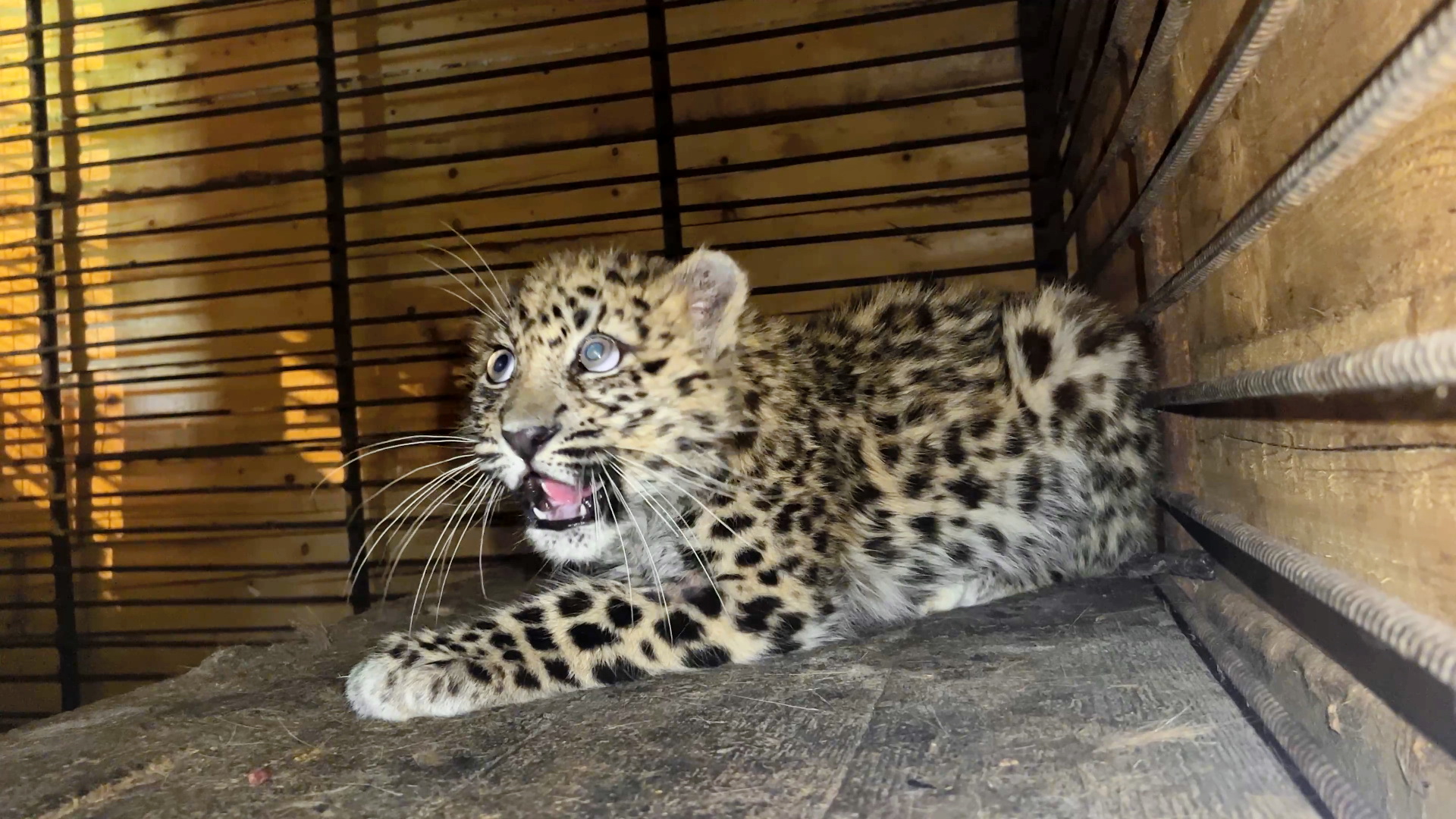 Истощенного котенка дальневосточного леопарда спасли в Приморье