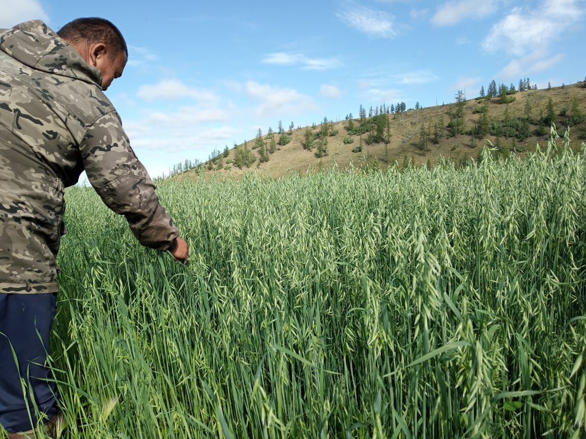 Аграрии Верхоянского района Якутии намерены получить до десяти тонн овса с одного гектара земли
