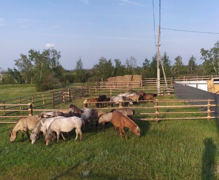 Свыше 60 лошадей содержат на «штрафстоянке» в Якутске