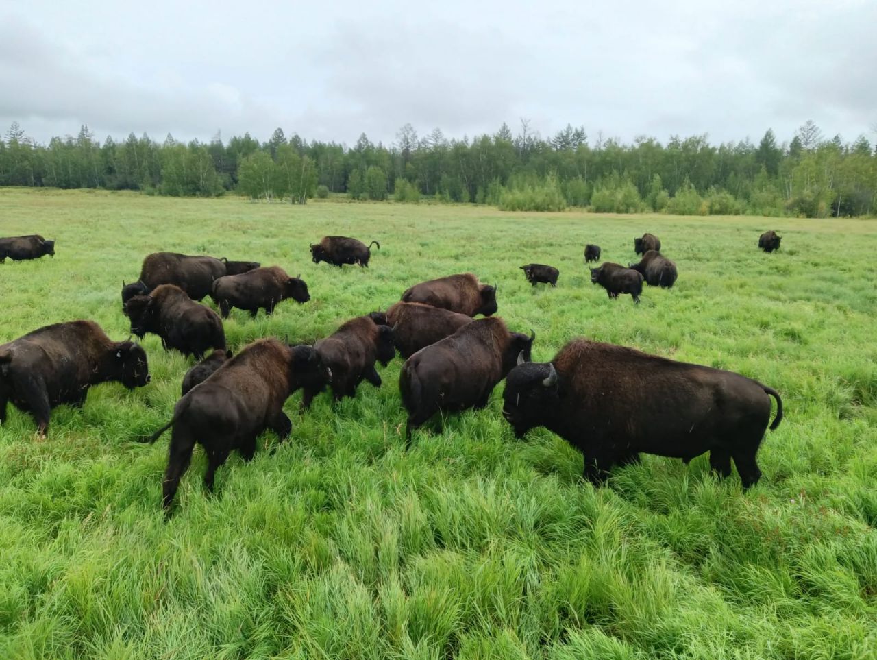 План по заготовке сена для бизонов якутского парка «Тымпынай» выполнили на 65%