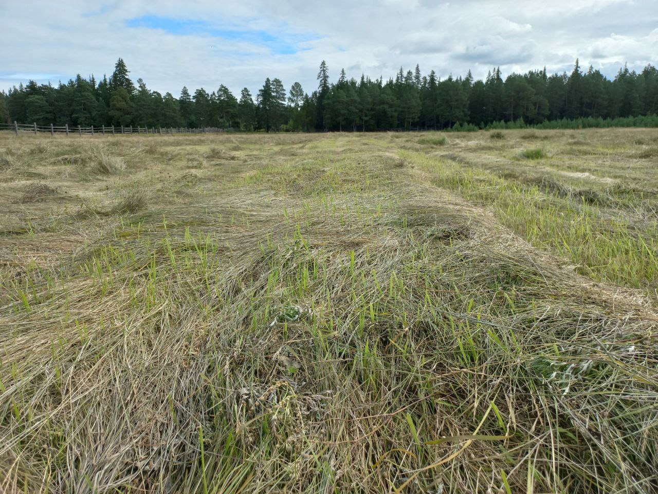Свыше 48 тыс тонн сена планируют заготовить на отдаленных участках в Якутии