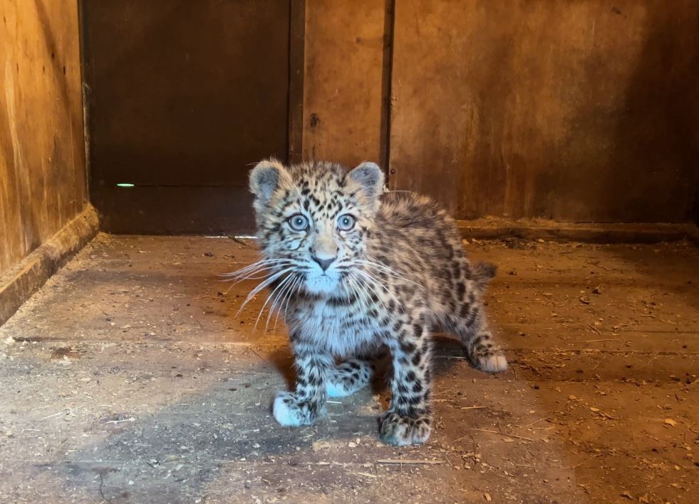 Спасенный в Приморье котенок леопарда вышел на первую охоту