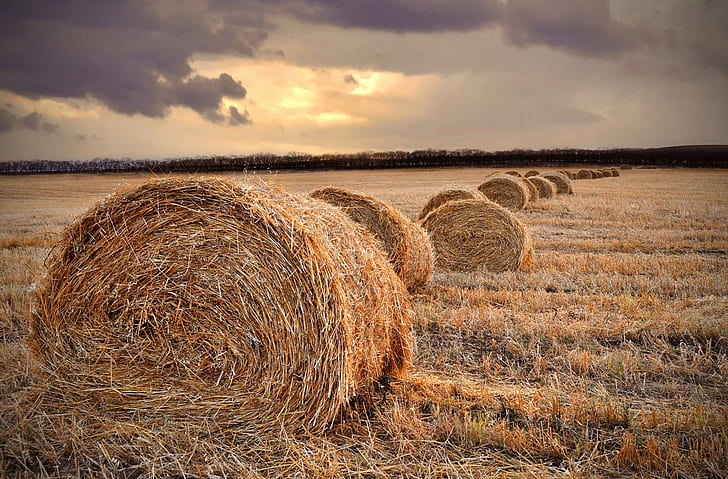 120 тысяч тонн сена заготовили в Якутии