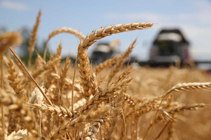 Аграрии России собрали 78 млн тонн зерна