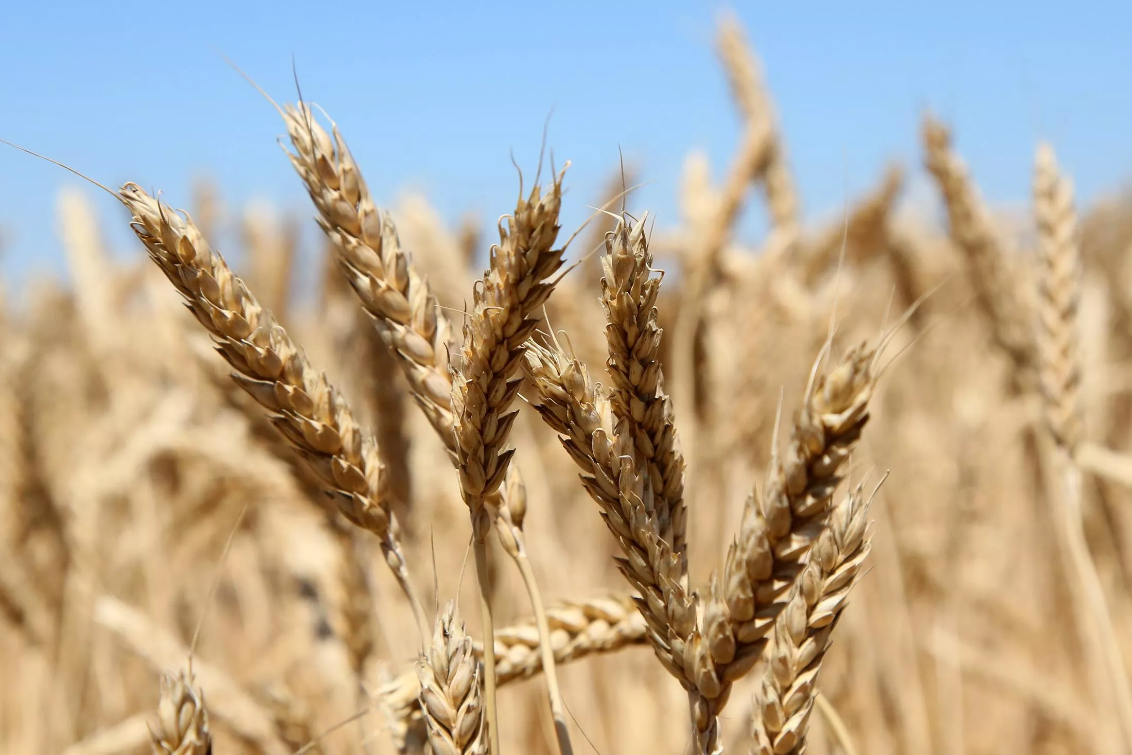 Экспортная пошлина на российскую пшеницу с 14 сентября снизится на 12%