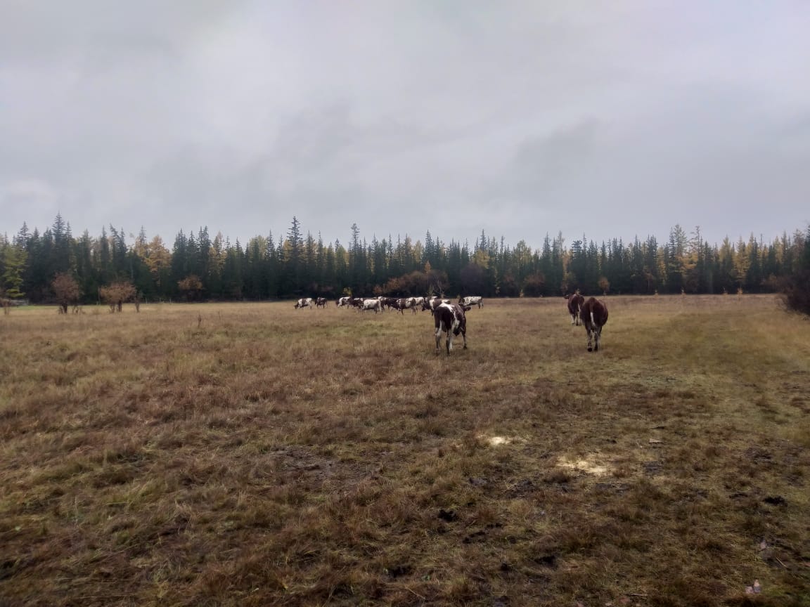 20 коров привезли из Красноярского края в СХПК Сунтарского района Якутии