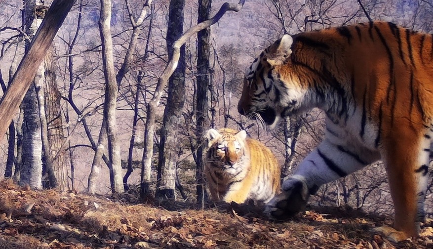 Амурскую тигрицу с пятью детенышами впервые зафиксировали в Приморье
