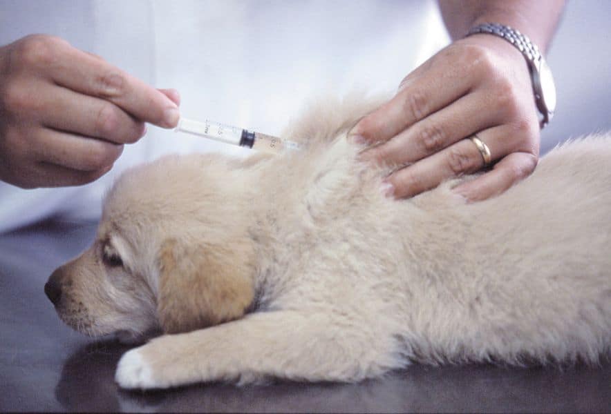 Якутян предупредили о возможном появлении поддельных вакцин для домашних животных