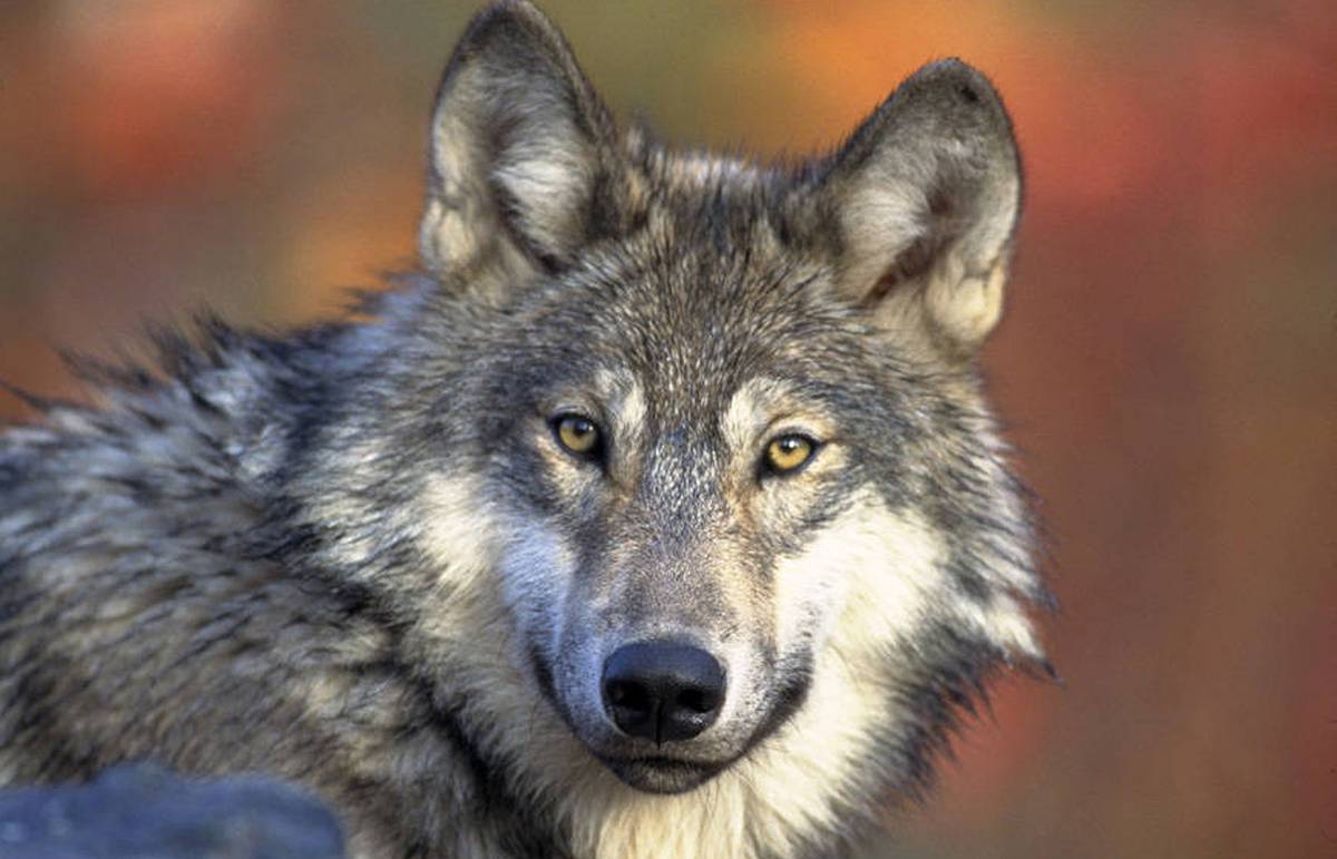 Якутский ученый: Все современные волки могут иметь сибирское происхождение