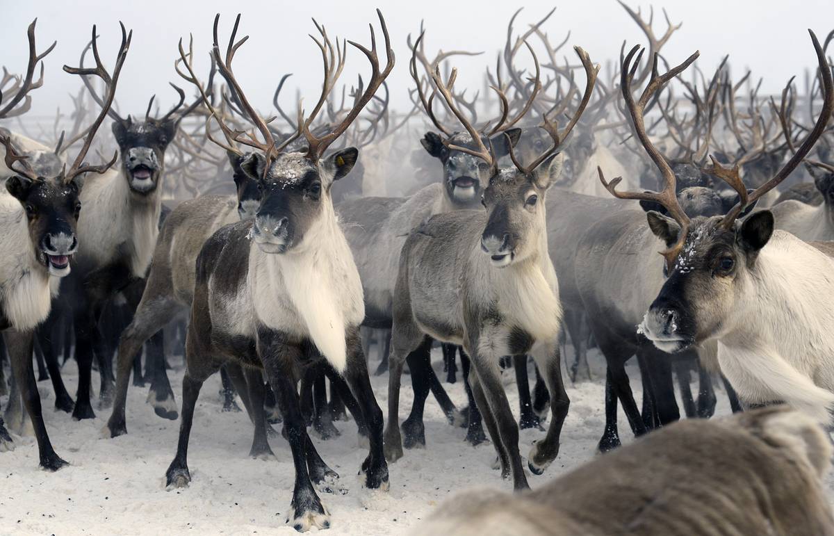 Первый фьючерсный контракт на поставку оленьих пантов заключили в Якутии