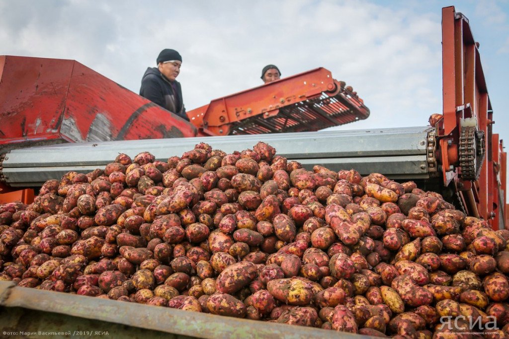 Более 48 тысяч тонн картофеля собрали аграрии Якутии
