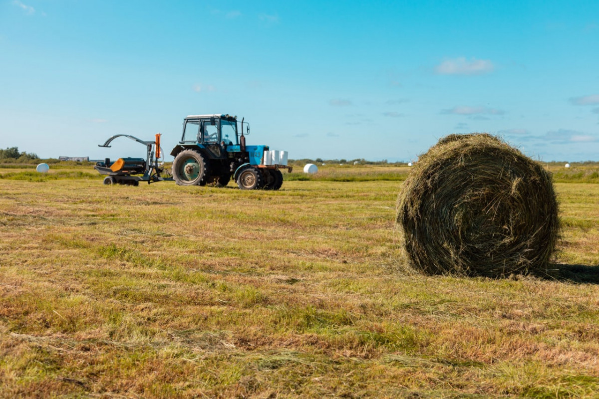 Более 350 тысяч тонн сена заготовили на зимовку скота в Якутии