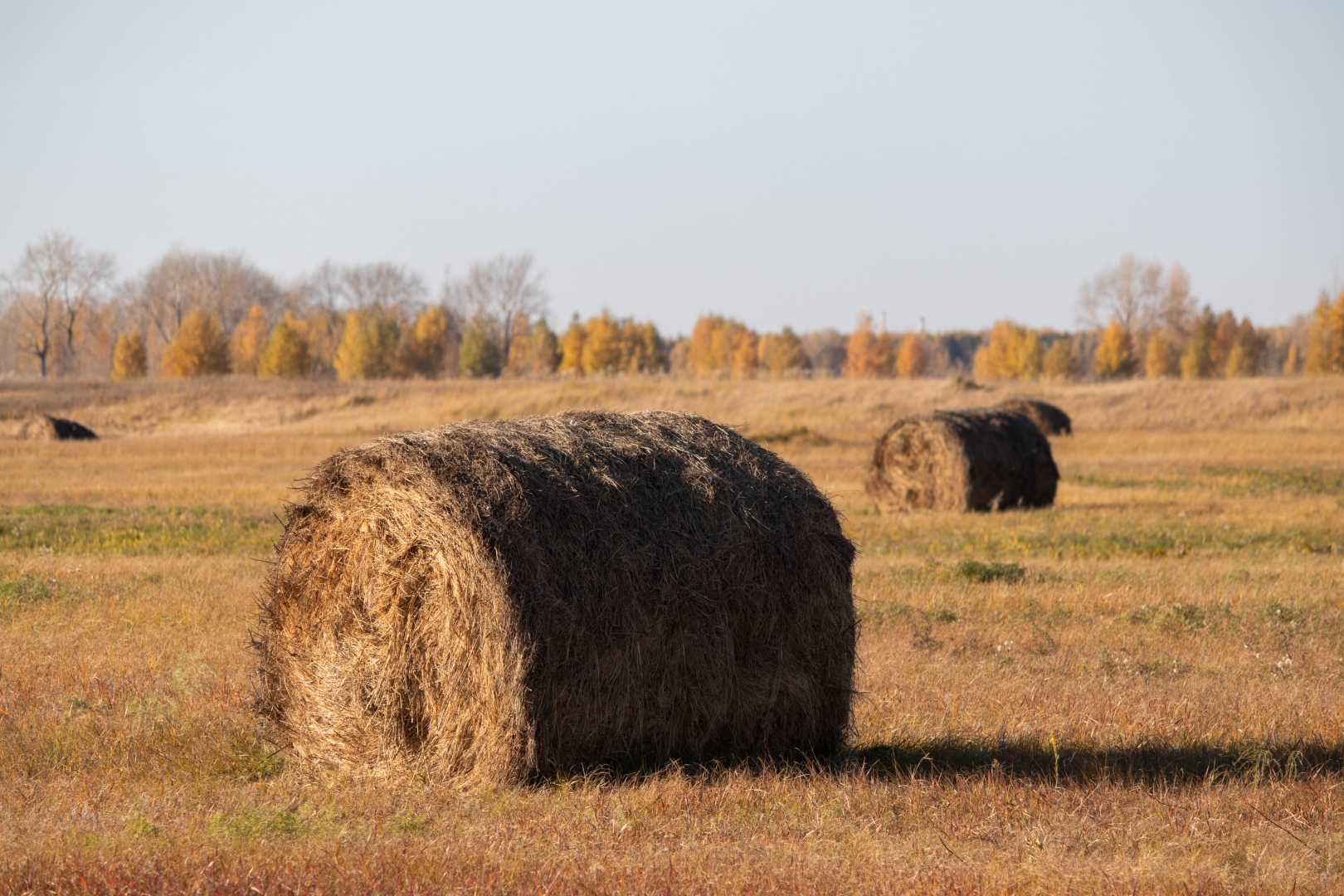 Свыше 380 тысяч тонн сена заготовили в Якутии