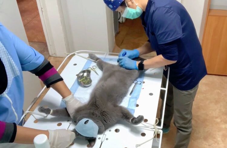 15 кошек и котов кастрировали со скидкой в Верхневилюйском районе Якутии