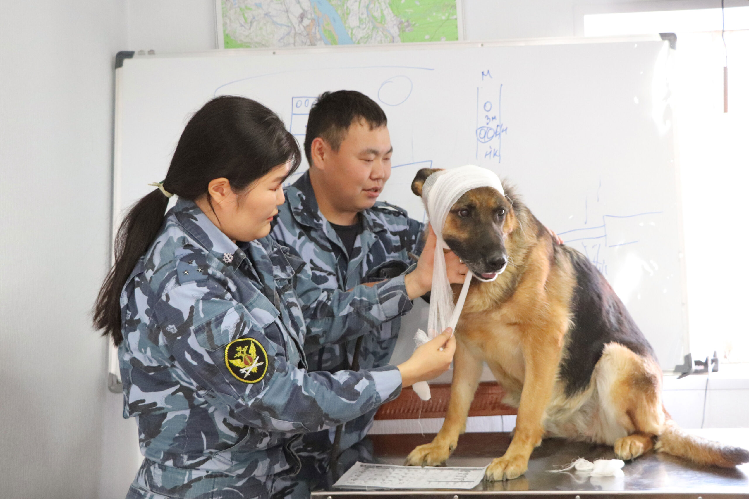 Занятия по оказанию первой помощи служебным собакам провели для кинологов УФСИН по Якутии
