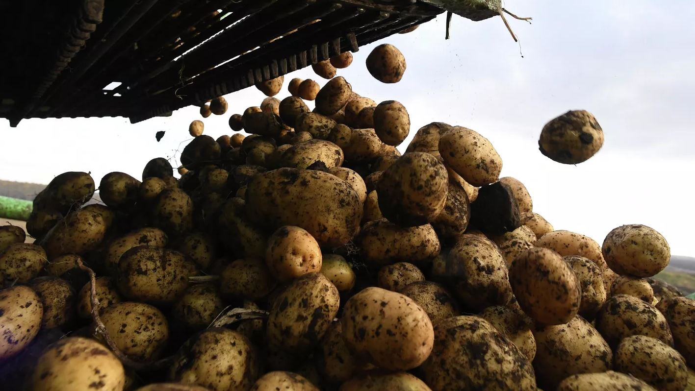 Более 70 тыс тонн картофеля планируют собрать в Якутии