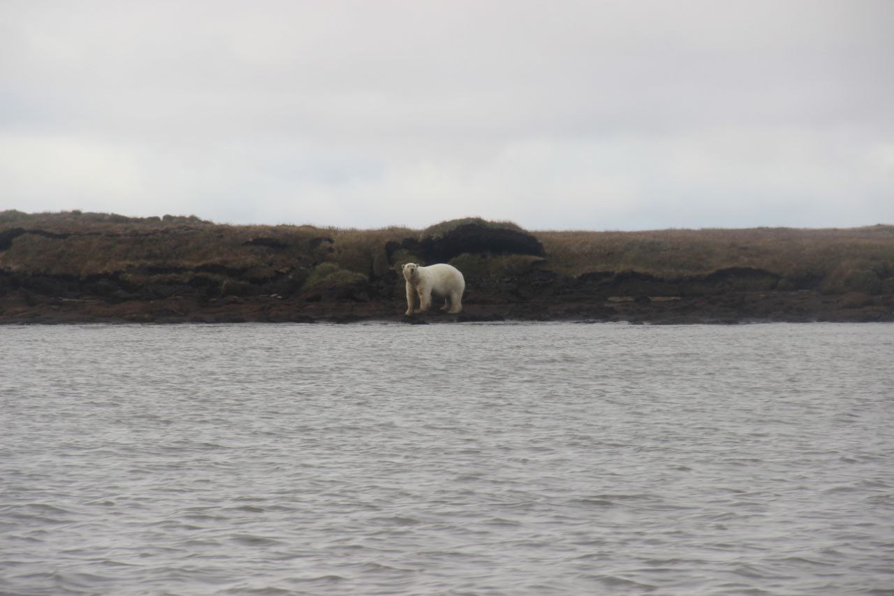 Белых медведей посчитают в заповеднике «Медвежьи острова» в Якутии