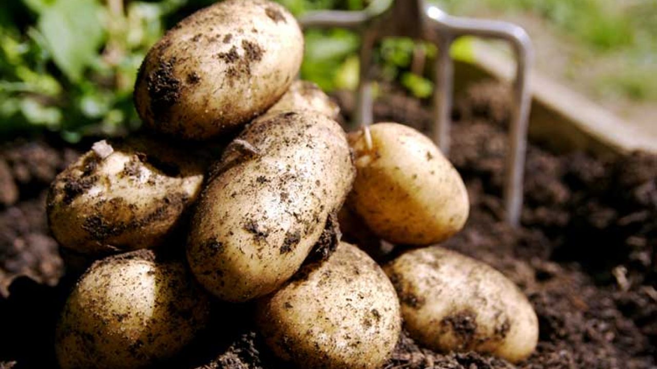 Уборка урожая картофеля в Якутии выполнена на 82%
