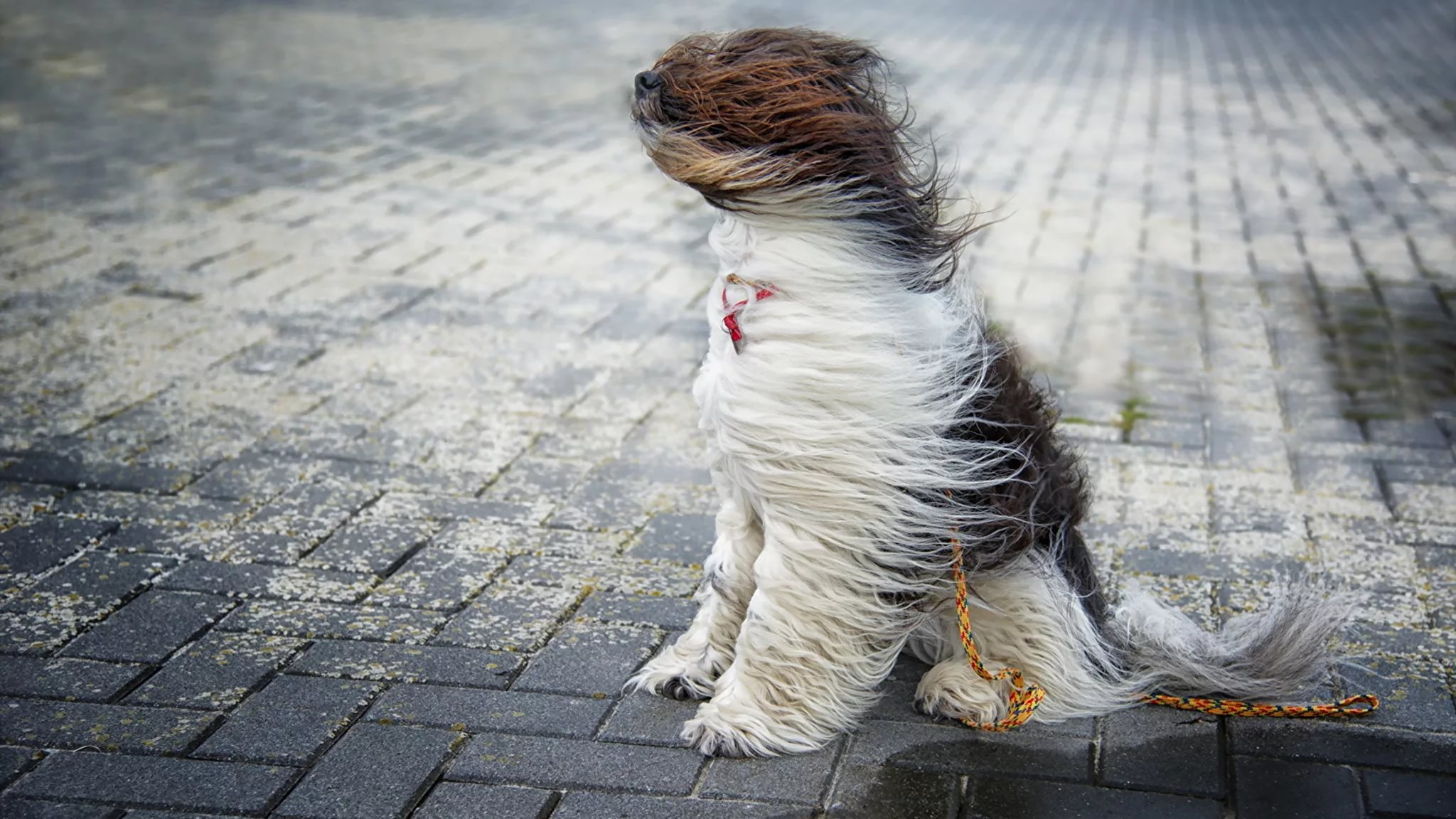 Сильный ветер сохранится в столице и 11 районах Якутии 15 сентября