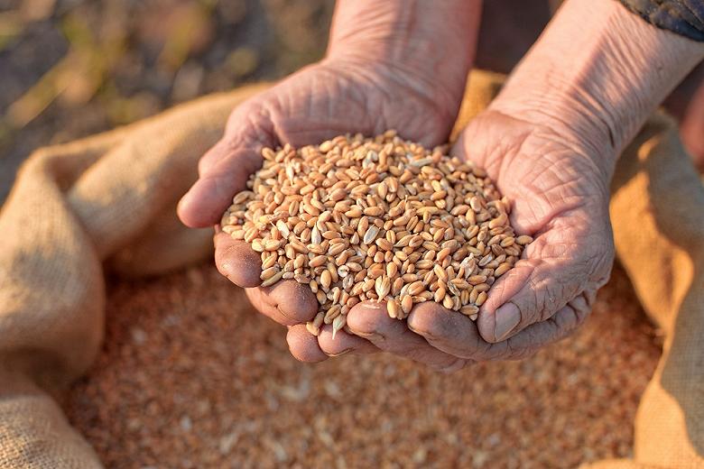 Десять миллиардов рублей выделят на поддержку производителей зерна в РФ