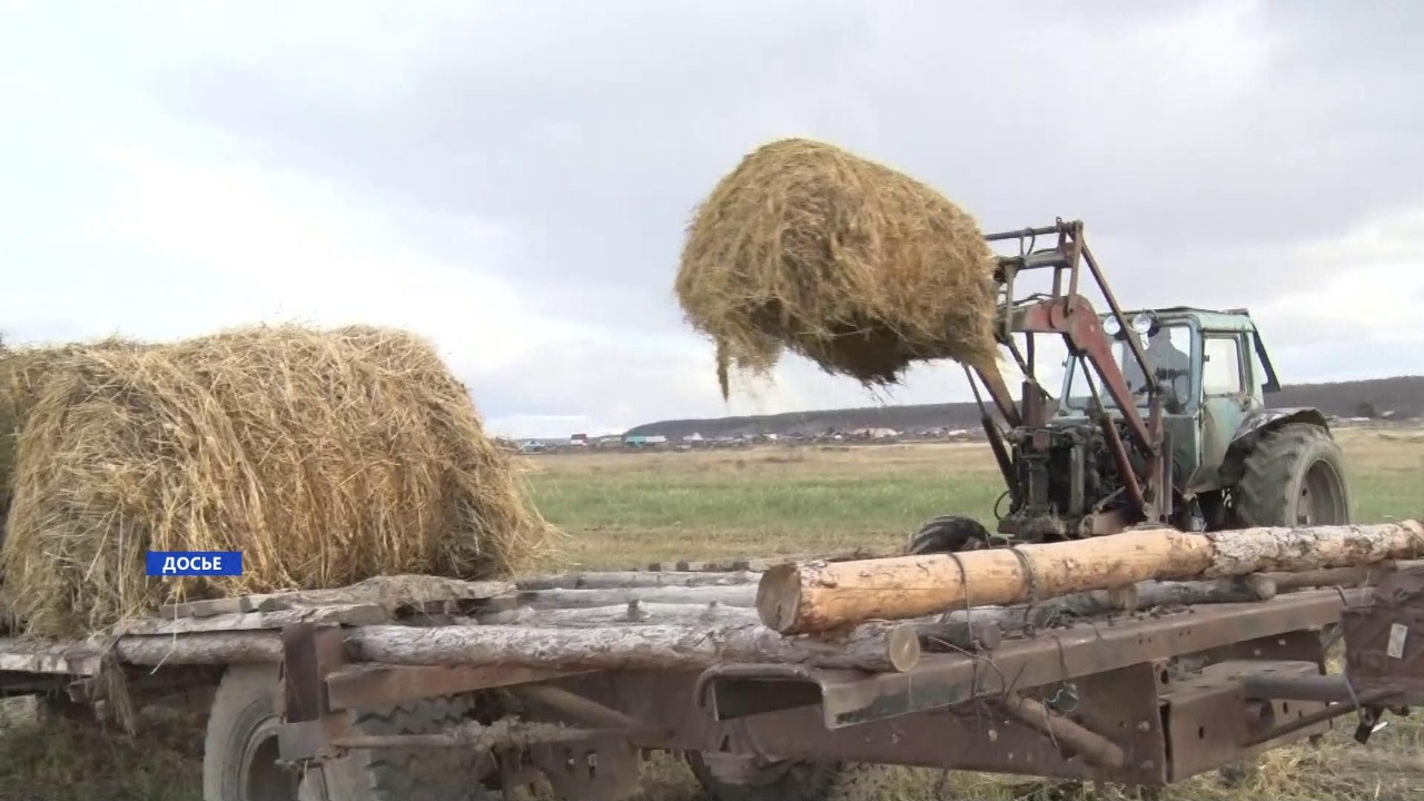 Более 390 тыс тонн сена заготовили в Якутии