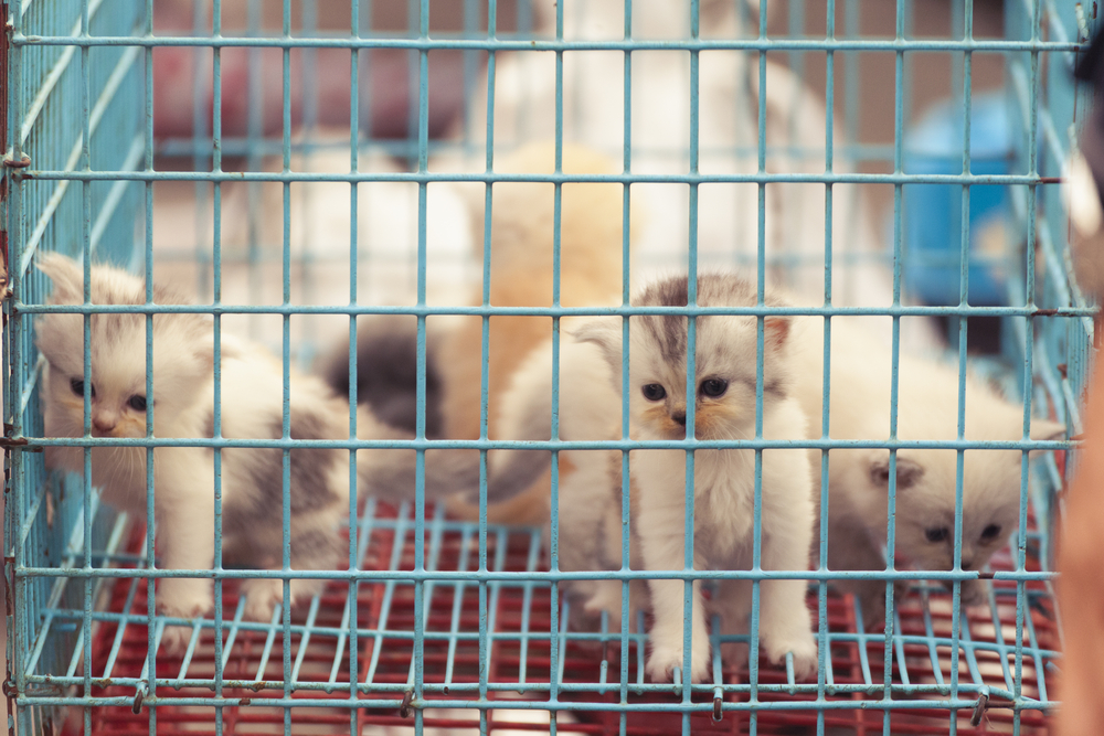 Продажу животных в зоомагазинах и на птичьих рынках запретят в России