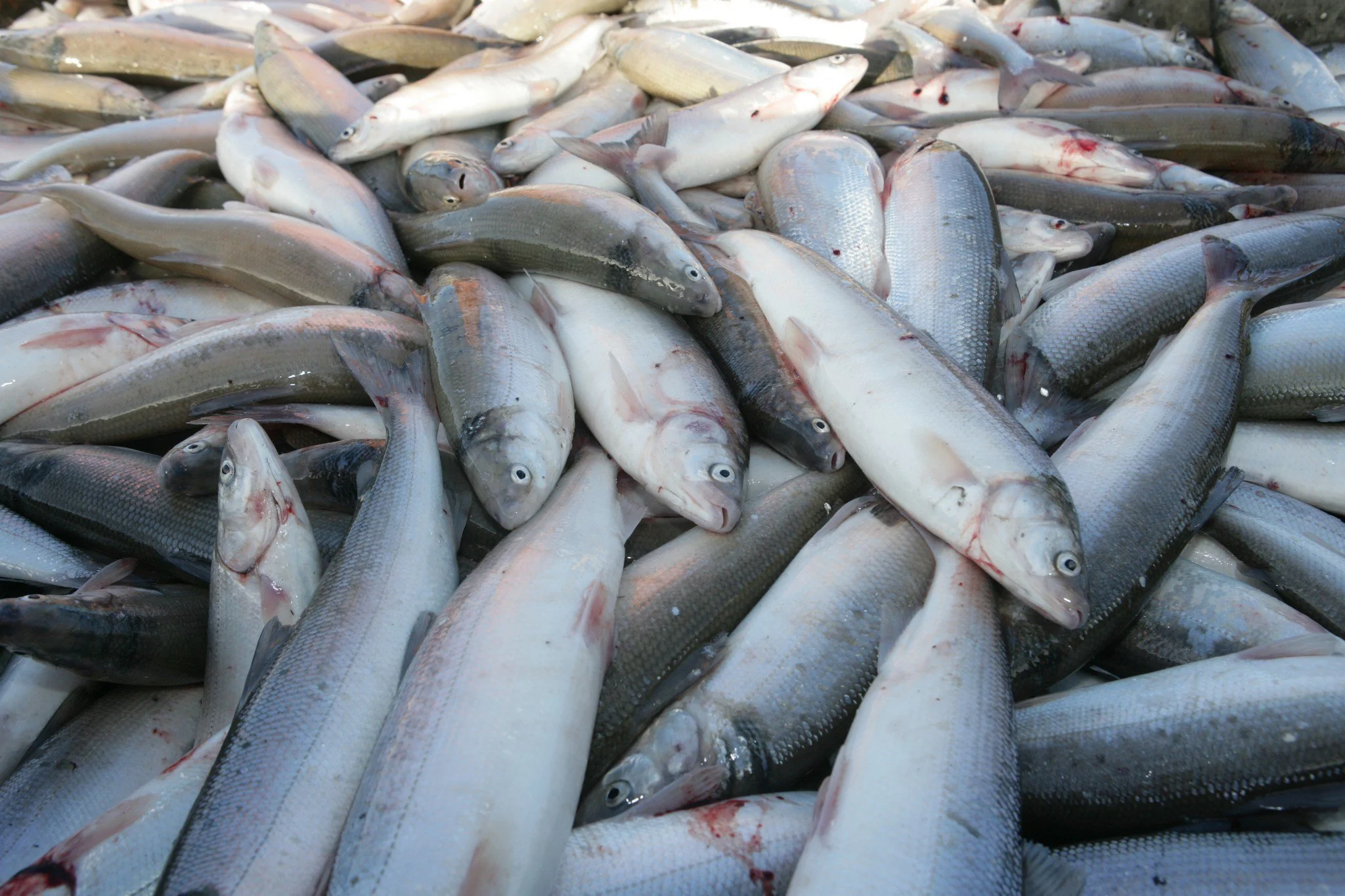 Более 276 млн рублей направили на поддержку рыбной отрасли в Якутии