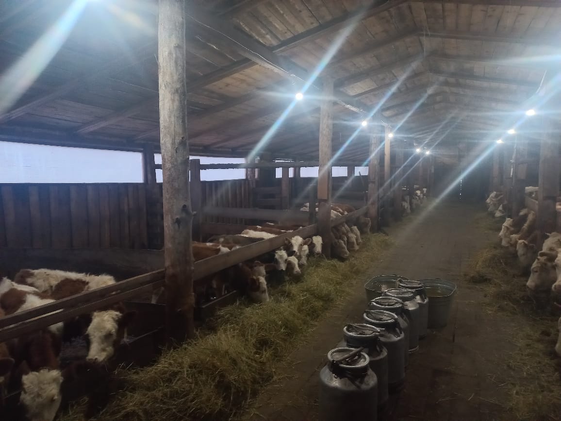 Минсельхоз Якутии поможет мобилизованному фермеру с зимовкой скота