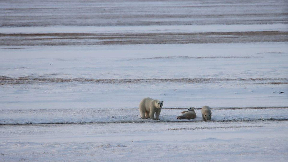 Осенний учет белых медведей завершили в заповеднике «Медвежьи острова»