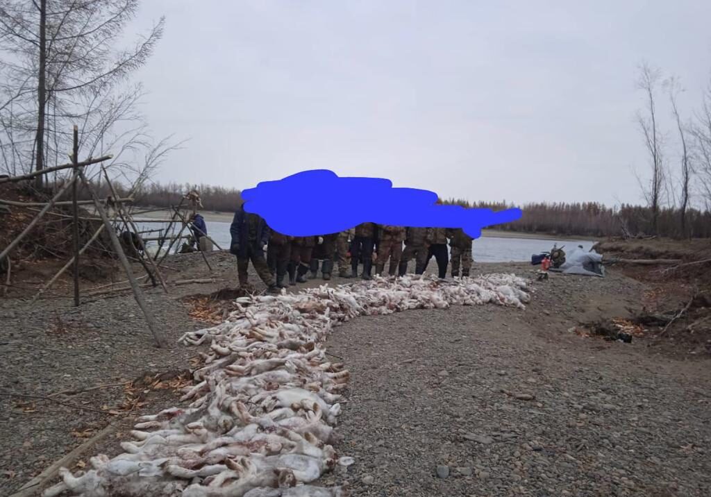 Охотников, добывших много зайцев, разыскивают по фото в Якутии
