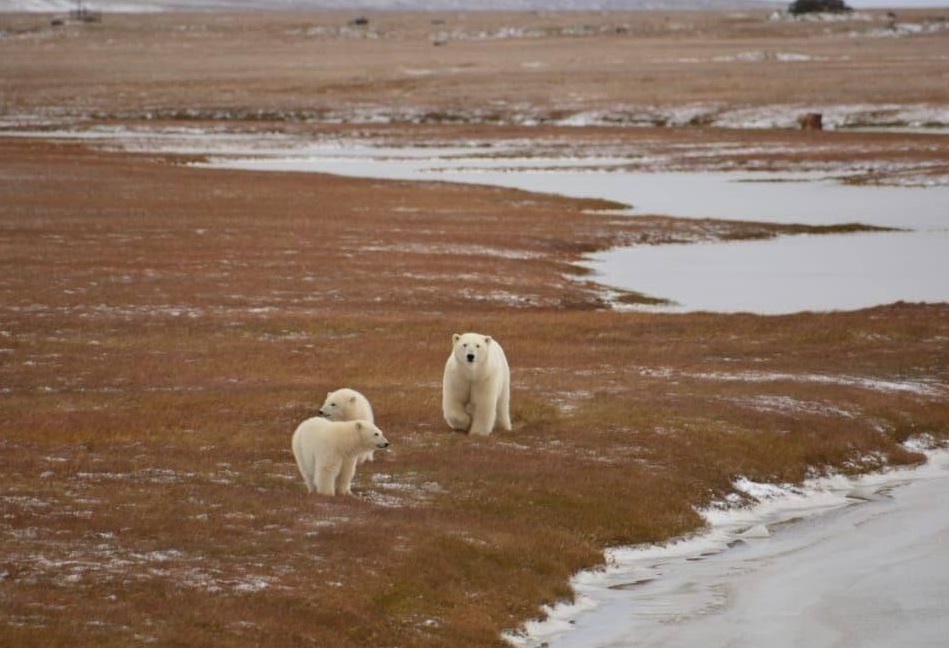 Осенний мониторинг белого медведя проходит в Якутии
