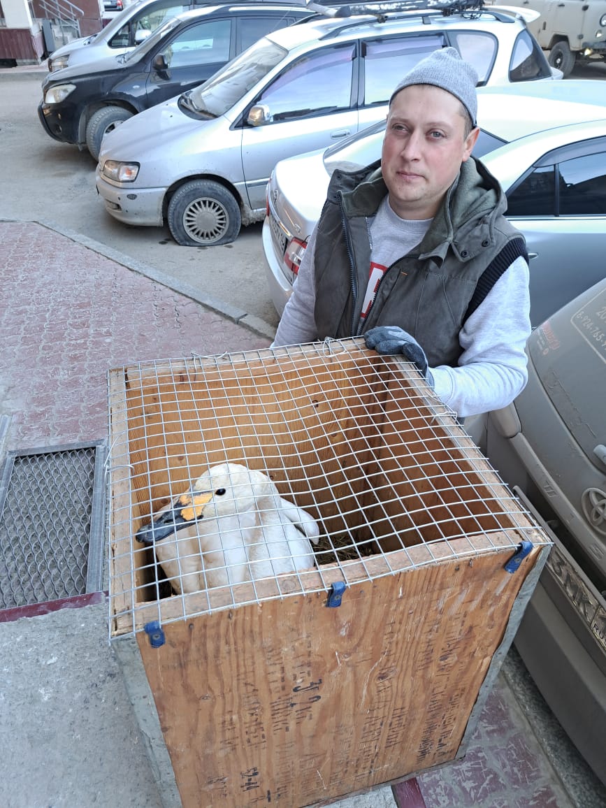 Раненого лебедя спасли в Нюрбинском районе Якутии