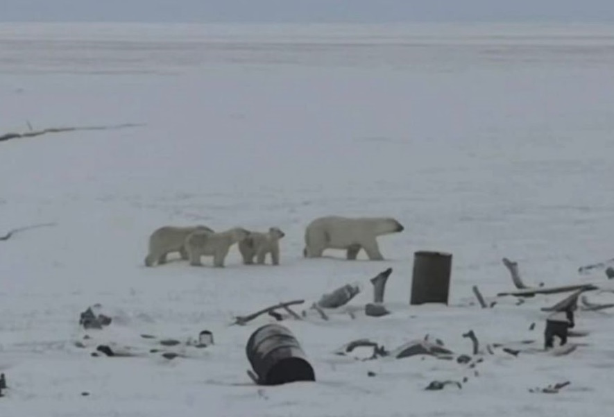 Белую медведицу с тремя медвежатами заметили в ресурсном резервате в Якутии