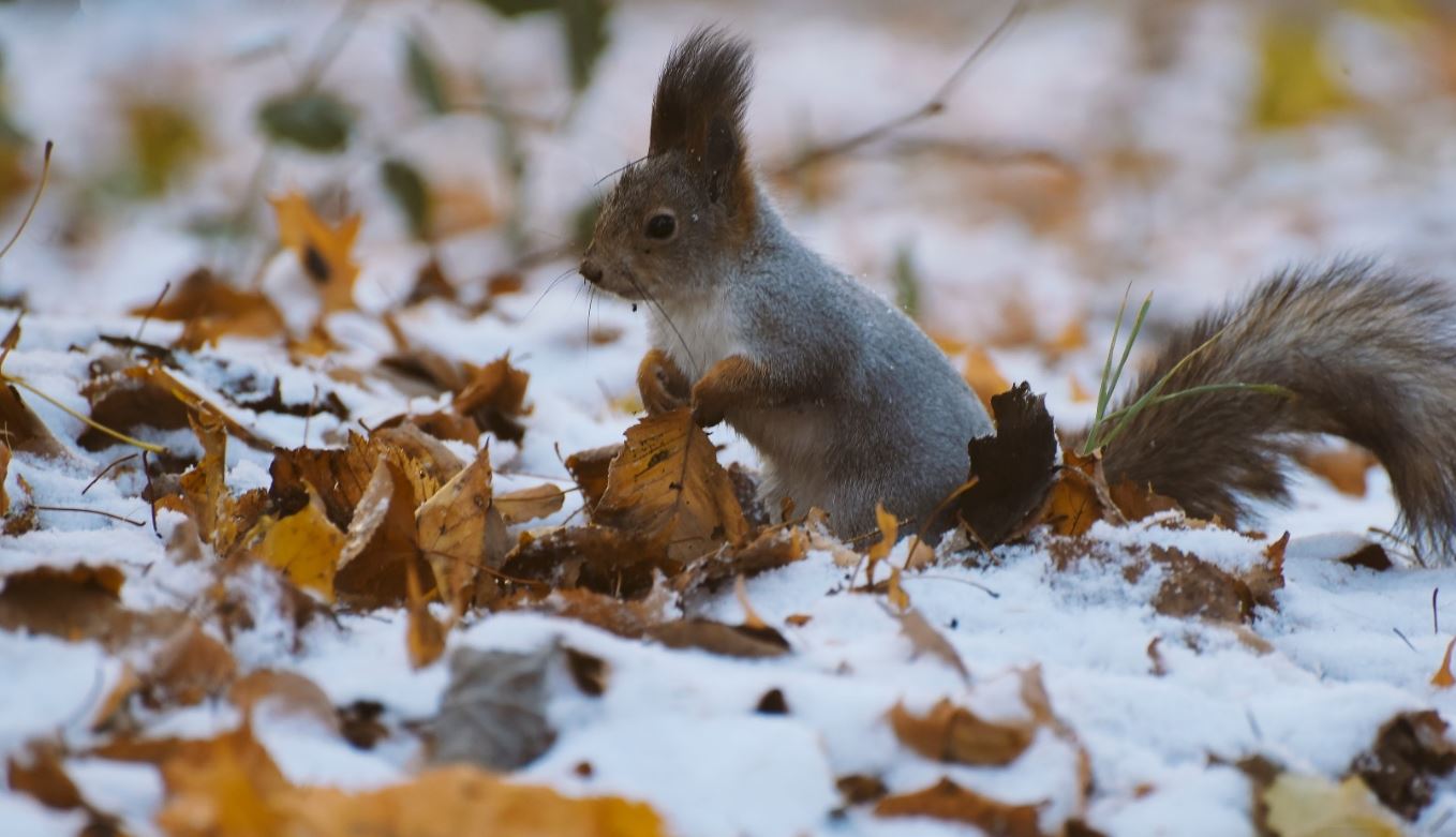 Картинка животные осень в снегу горизонтальные