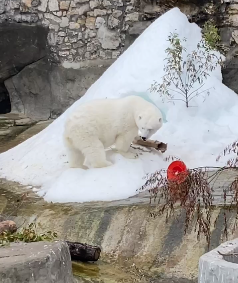 Киперы Московского зоопарка показали тренировки с белой медведицей из Якутии