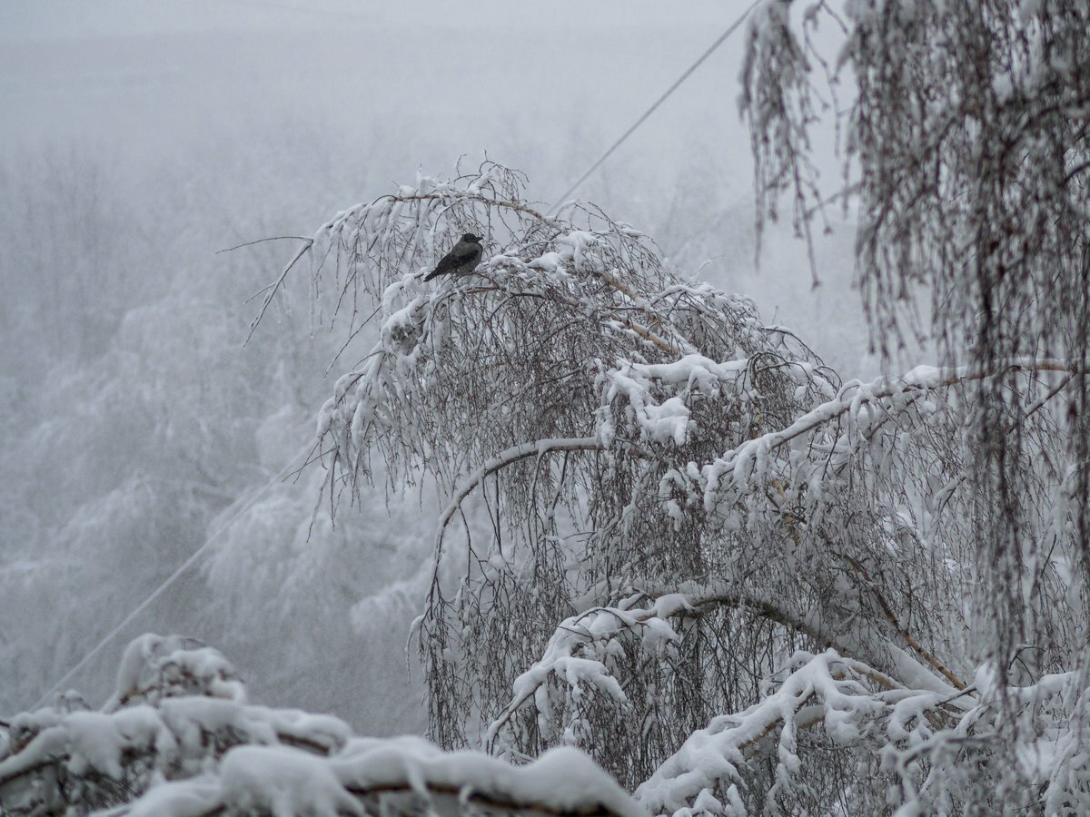 Порывы ветра до 17-22 м/с прогнозируют на северо-востоке Якутии 7 ноября
