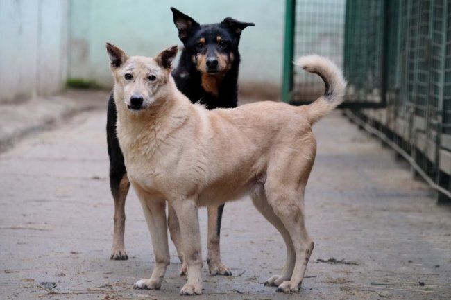 Более 50-ти безнадзорных собак отловили в Якутске