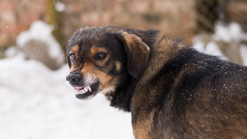 Администрация якутского Покровска выплатит ребенку 50 тыс рублей за нападение бездомной собаки