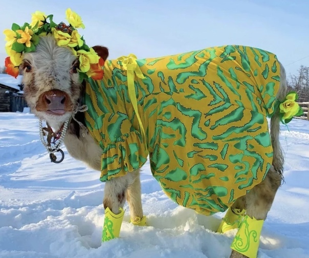 Фотоконкурс на звание самого красивого крупного рогатого скота завершился в Якутии