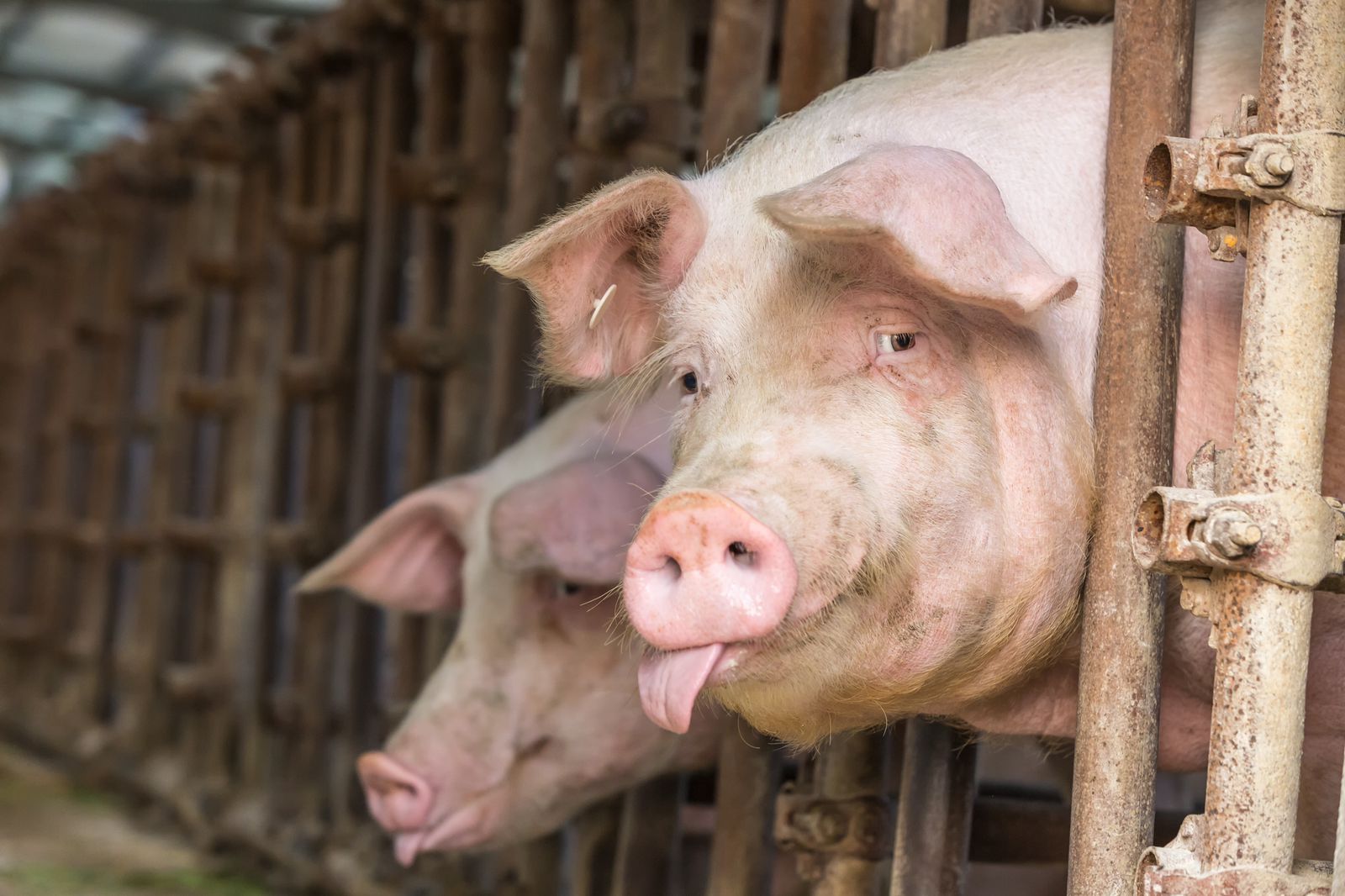 Более 60 свиней погибли при пожаре в загоне в Намском районе Якутии