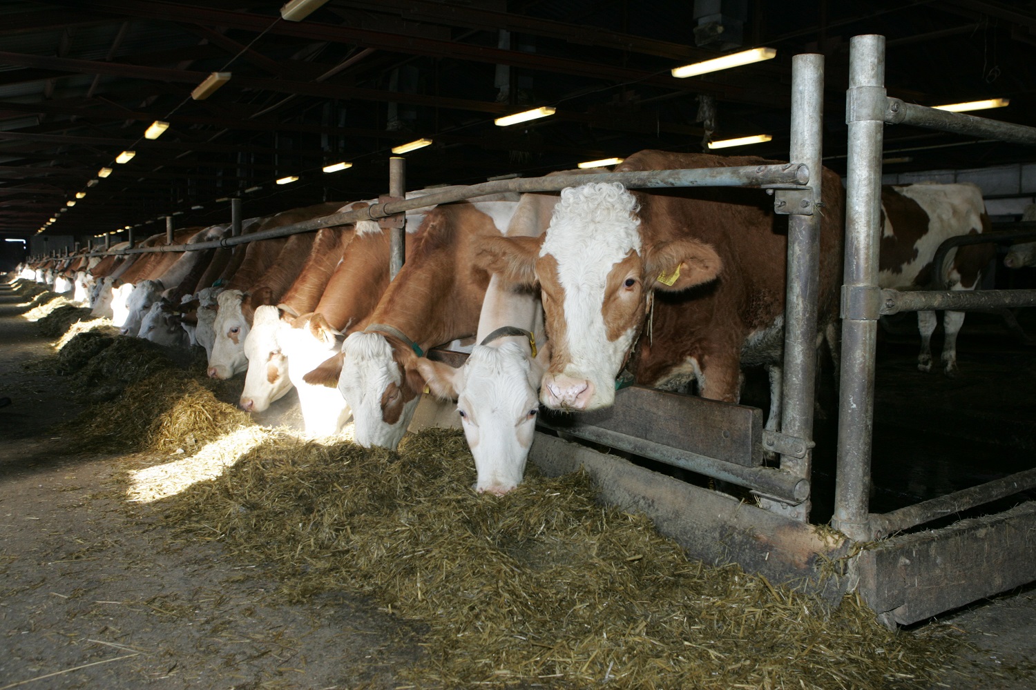 Более 440 тонн кормов выделили на зимовку скота и лошадей в Якутии в этом году