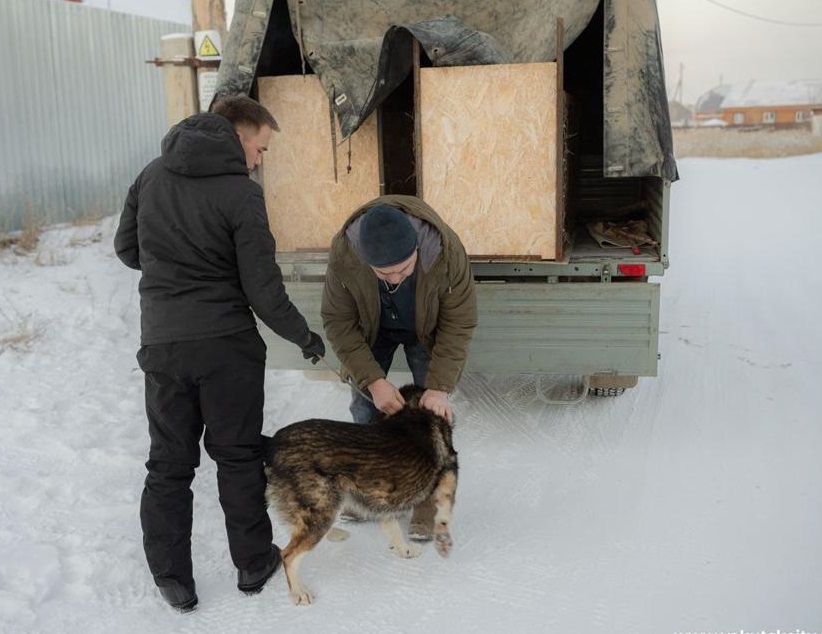 Рейды по соблюдению правил содержания домашних животных проводят в Якутске