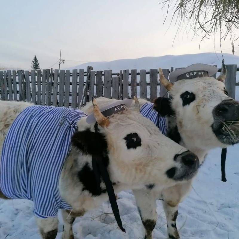 Фотоконкурс на звание самого красивого крупного рогатого скота пройдет в Якутии