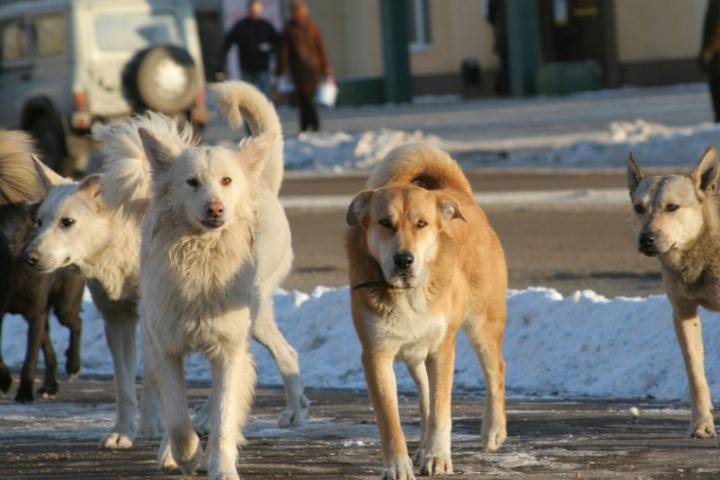 Более 600 обращений поступило о нападении собак в Якутске